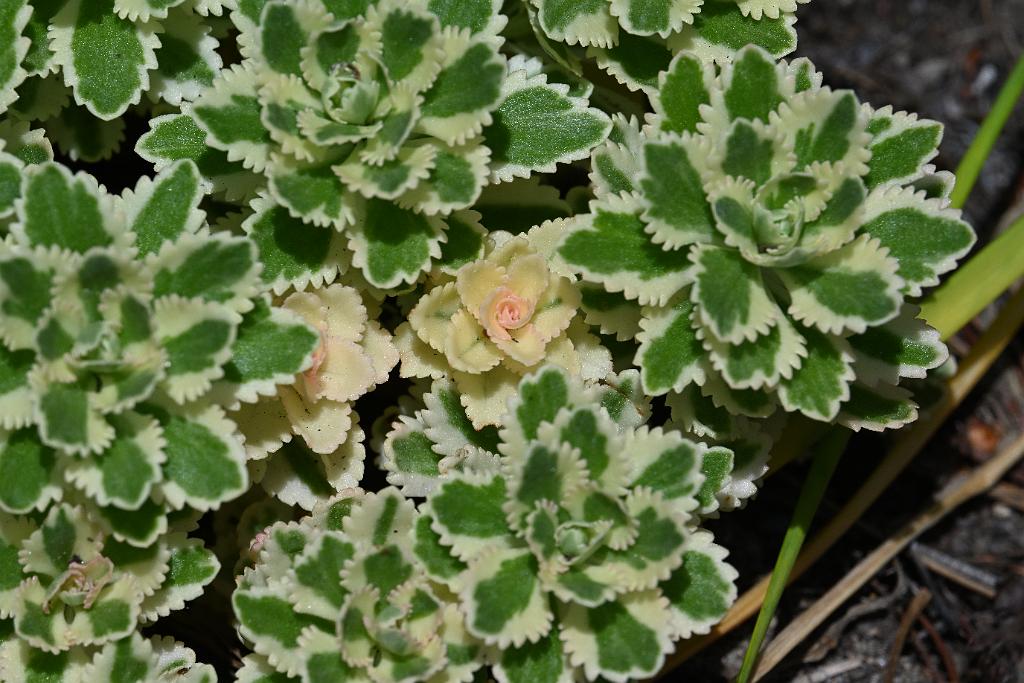 2025-06219117 Tower Hill Botanic Garden, MA.JPG - Sedum Atlantis (Phedimus kamtschaticus 'Nonsitnal'). New England Botanic Garden at Tower Hill, MA, 6-21-2025